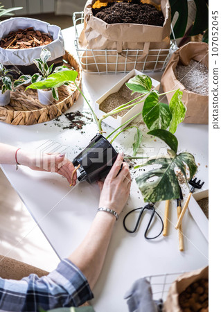 Woman gardener hands transplant variegated monstera scattered soil ground garden tools table closeup 107052045