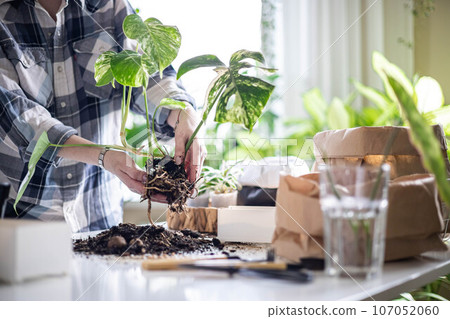 Woman gardener hands transplant variegated monstera scattered soil ground garden tools table closeup 107052060