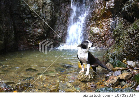 Mighty, a Boston terrier, looks up at the valley from the waterside of Shishigataki Falls, a popular spot in Moroyama Town ♡ 107052334