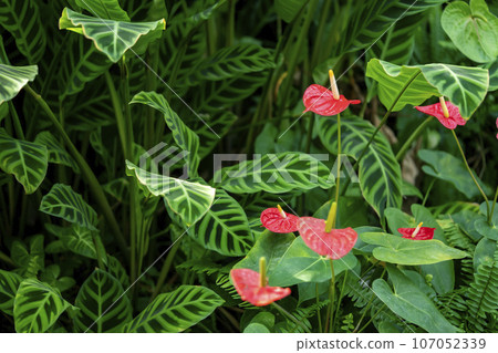 Red anthurium 107052339