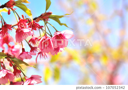 Flowers of Milky Way Flowers of Milky Way 107052342