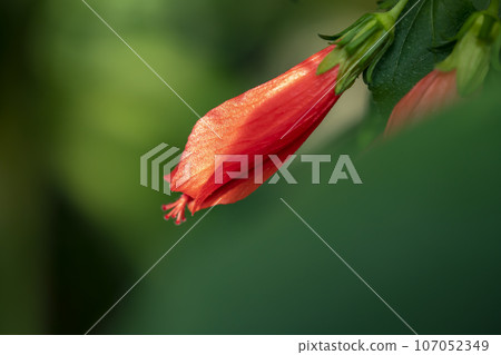 紅色的花 107052349