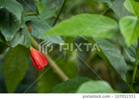 紅色的花 107052351