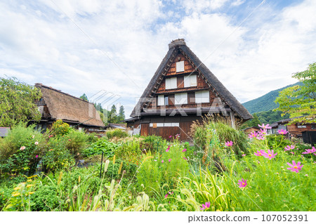 "Gifu Prefecture" Shirakawa-go in autumn - fruitful autumn and gassho-zukuri village "Gifu Prefecture" Shirakawa-go in autumn - fruitful autumn and gassho-zukuri village 107052391