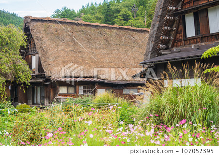 "Gifu Prefecture" Shirakawa-go in autumn - fruitful autumn and gassho-zukuri village "Gifu Prefecture" Shirakawa-go in autumn - fruitful autumn and gassho-zukuri village 107052395