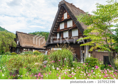 "Gifu Prefecture" Shirakawa-go in autumn - fruitful autumn and gassho-zukuri village "Gifu Prefecture" Shirakawa-go in autumn - fruitful autumn and gassho-zukuri village 107052396