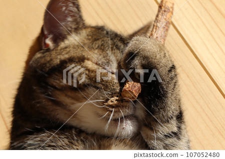 American shorthair brown tabby cat who unifies his mind at Matatabi 107052480