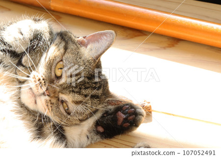 終極可愛招財貓美國短毛貓棕色虎斑貓 107052491