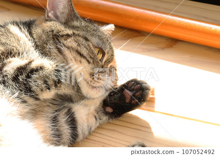 美國短毛貓棕色虎斑貓展示左手的爪子 美國短毛貓棕色虎斑貓展示左手的爪子 107052492