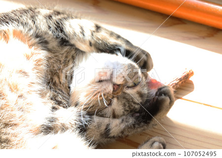 困貓美國短毛貓棕色虎斑 困貓美國短毛貓棕色虎斑 107052495