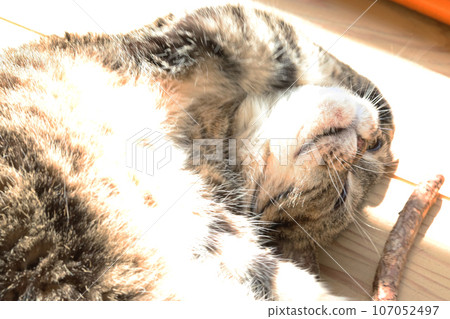 頑皮的貓美國短毛貓棕色虎斑 107052497