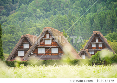 "Gifu Prefecture" Shirakawa-go in autumn - fruitful autumn and gassho-zukuri village 107052576