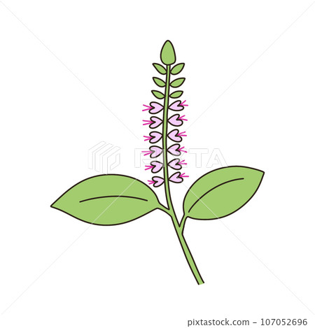 Michaelicium Michaelicium 107052696