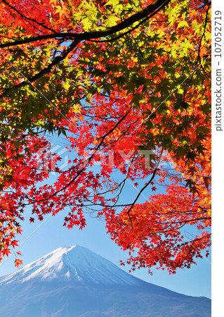 Autumn leaves and Mt. Fuji Autumn leaves and Mt. Fuji 107052719