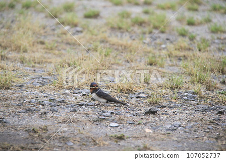 Swallow holding grass for nesting material in its mouth 107052737
