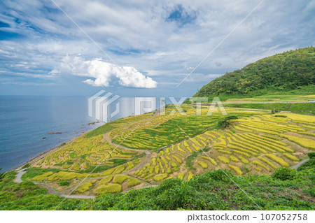 「石川縣」秋季白米稻田 能登半島 107052758