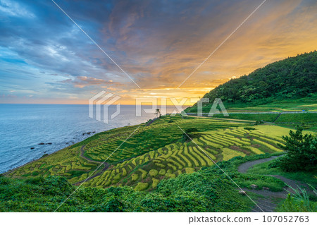 「石川縣」秋季白米稻田 能登半島 107052763