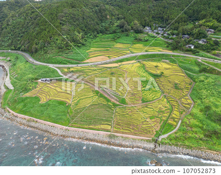 Aerial view of “Ishikawa Prefecture” Autumn white rice fields, Noto Peninsula Aerial view of “Ishikawa Prefecture” Autumn white rice fields, Noto Peninsula 107052873