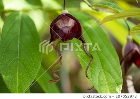 Aristrokia·Tricka數據 Aristrokia·Tricka數據 107052978