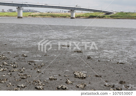 Myoden Bridge and Edogawa tidal flat Myoden Bridge and Edogawa tidal flat 107053007