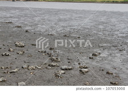 Tidal flats that appear at low tide (Edogawa) 107053008