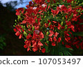 Hoogoku花 107053497