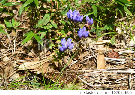 Plants of Hachimantai Ezo Oyamarindo 107053696