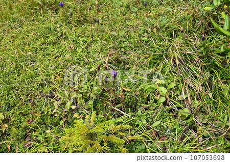 Plants of Hachimantai Ezo Oyamarindo 107053698