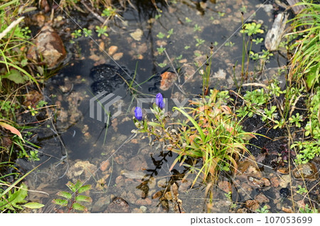 Plants of Hachimantai Ezo Oyamarindo 107053699