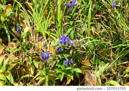 Plants of Hachimantai Ezo Oyamarindo 107053705