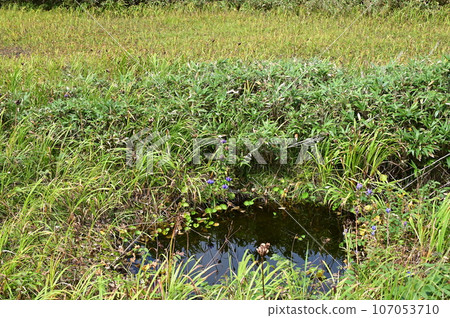 Plants of Hachimantai Ezo Oyamarindo 107053710