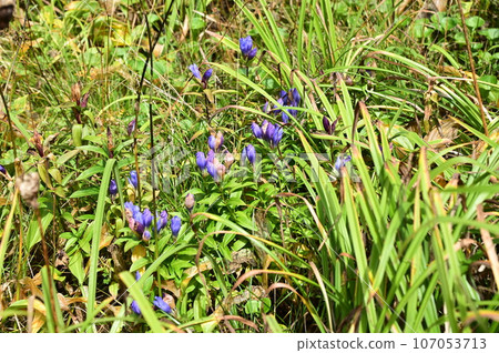 Plants of Hachimantai Ezo Oyamarindo 107053713