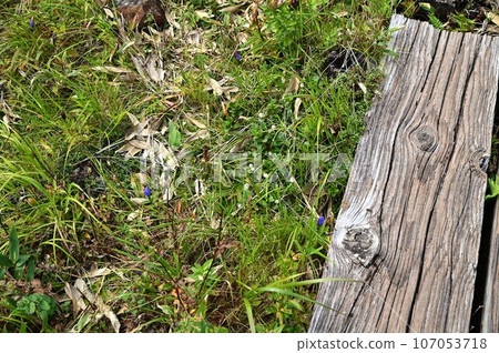 Plants of Hachimantai Ezo Oyamarindo 107053718