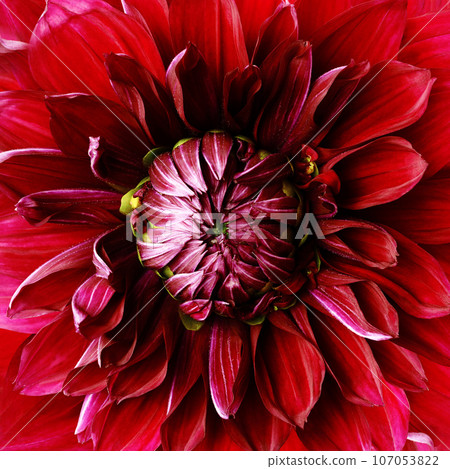 Flower red dahlia. Floral background. Close-up. Nature.. Flower red dahlia. Floral background. Close-up. Nature.. 107053822