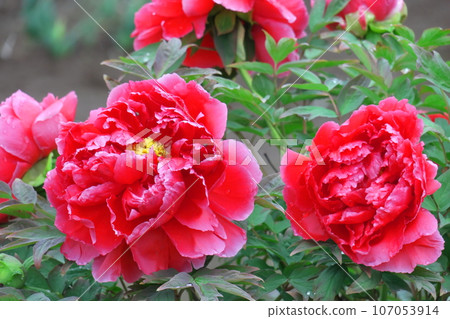 Flowers that make you feel feminine 107053914