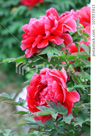 Flowers that make you feel feminine 107053915