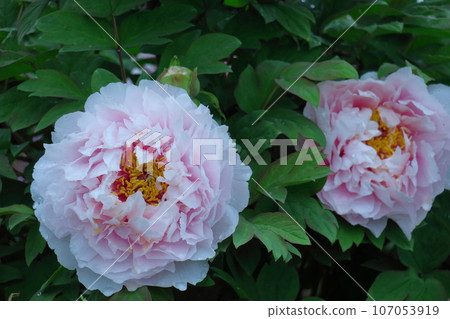 Flowers that make you feel feminine 107053919