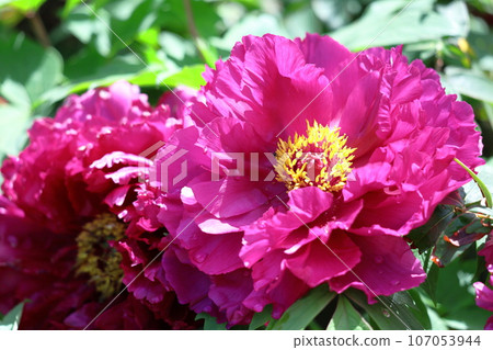 Flowers that make you feel feminine 107053944