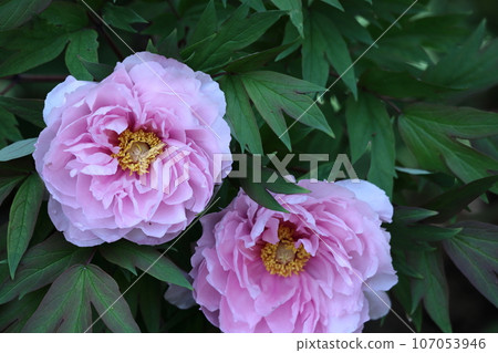 讓你感覺到女性化的花朵 讓你感覺到女性化的花朵 107053946