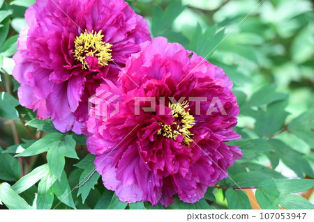 讓你感覺到女性化的花朵 讓你感覺到女性化的花朵 107053947