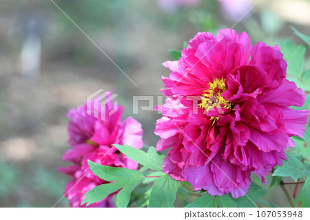 讓你感覺到女性化的花朵 讓你感覺到女性化的花朵 107053948