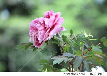 讓你感覺到女性化的花朵 107053965