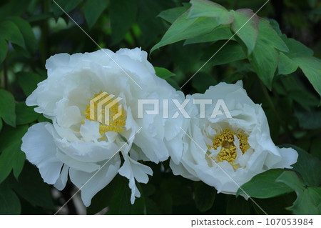 讓你感覺到女性化的花朵 107053984