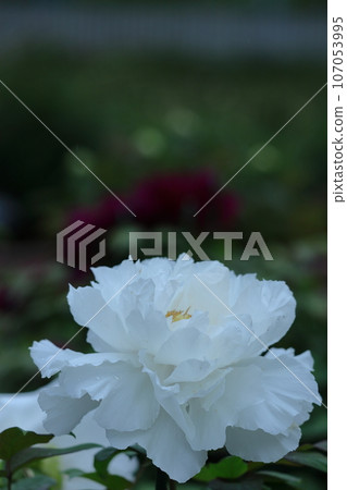 讓你感覺到女性化的花朵 讓你感覺到女性化的花朵 107053995