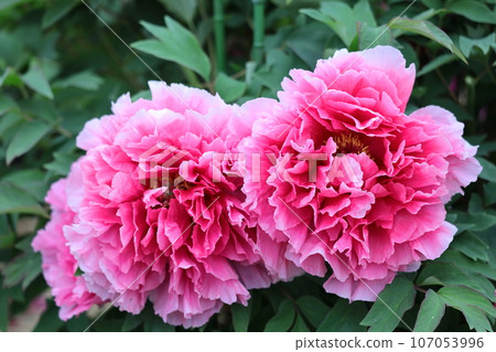 讓你感覺到女性化的花朵 讓你感覺到女性化的花朵 107053996