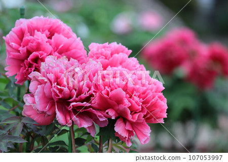 讓你感覺到女性化的花朵 107053997