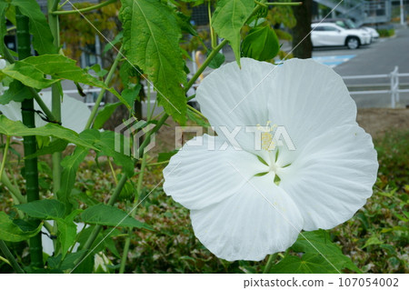 Large-flowered white Titanvicus resembling a butterfly Large-flowered white Titanvicus resembling a butterfly 107054002