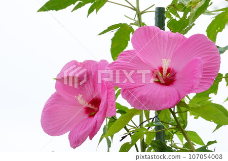 Pink Titan Vikas that resembles Fuyo 5 Pink Titan Vikas that resembles Fuyo 5 107054008