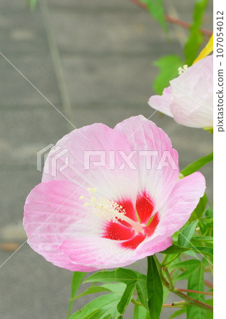 Pink Titanvicus 1 resembling Fuyou Pink Titanvicus 1 resembling Fuyou 107054012