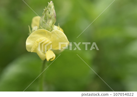 燒肉藤紅豆 燒肉藤紅豆 107054022